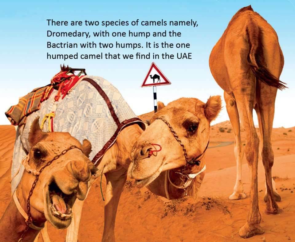 Dedo De Camelo