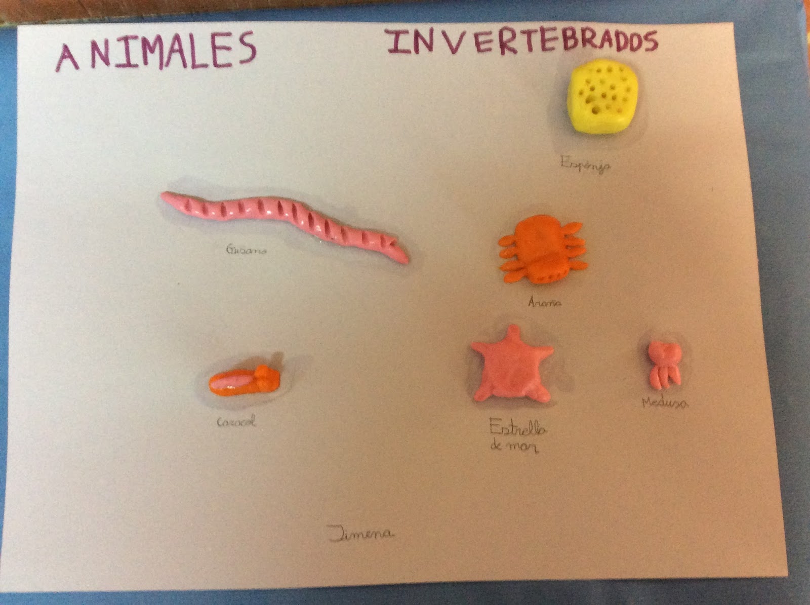 Los Animales Invertebrados