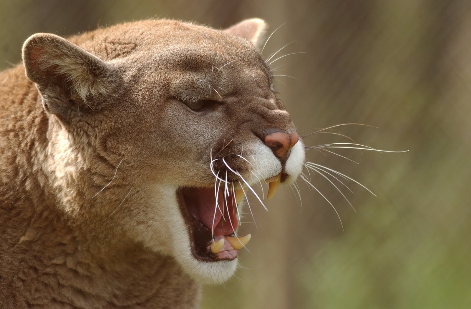 Western Mass. Library Advocates OneBlog Quest for the Eastern Cougar