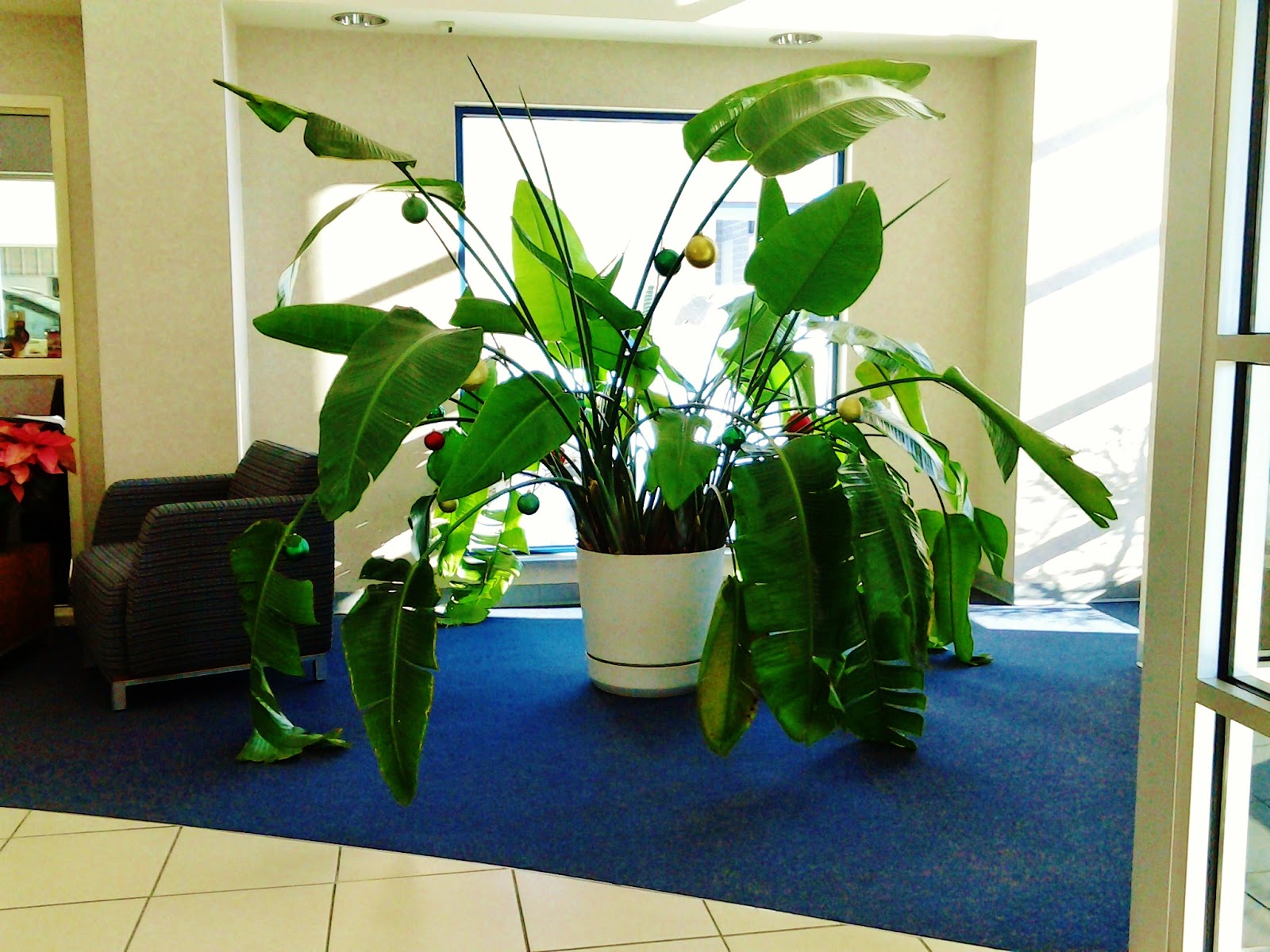 Boyett Bandwagon The great grandma of indoor potted plants