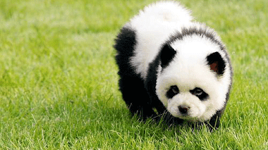 Imagenes de perritos tiernos