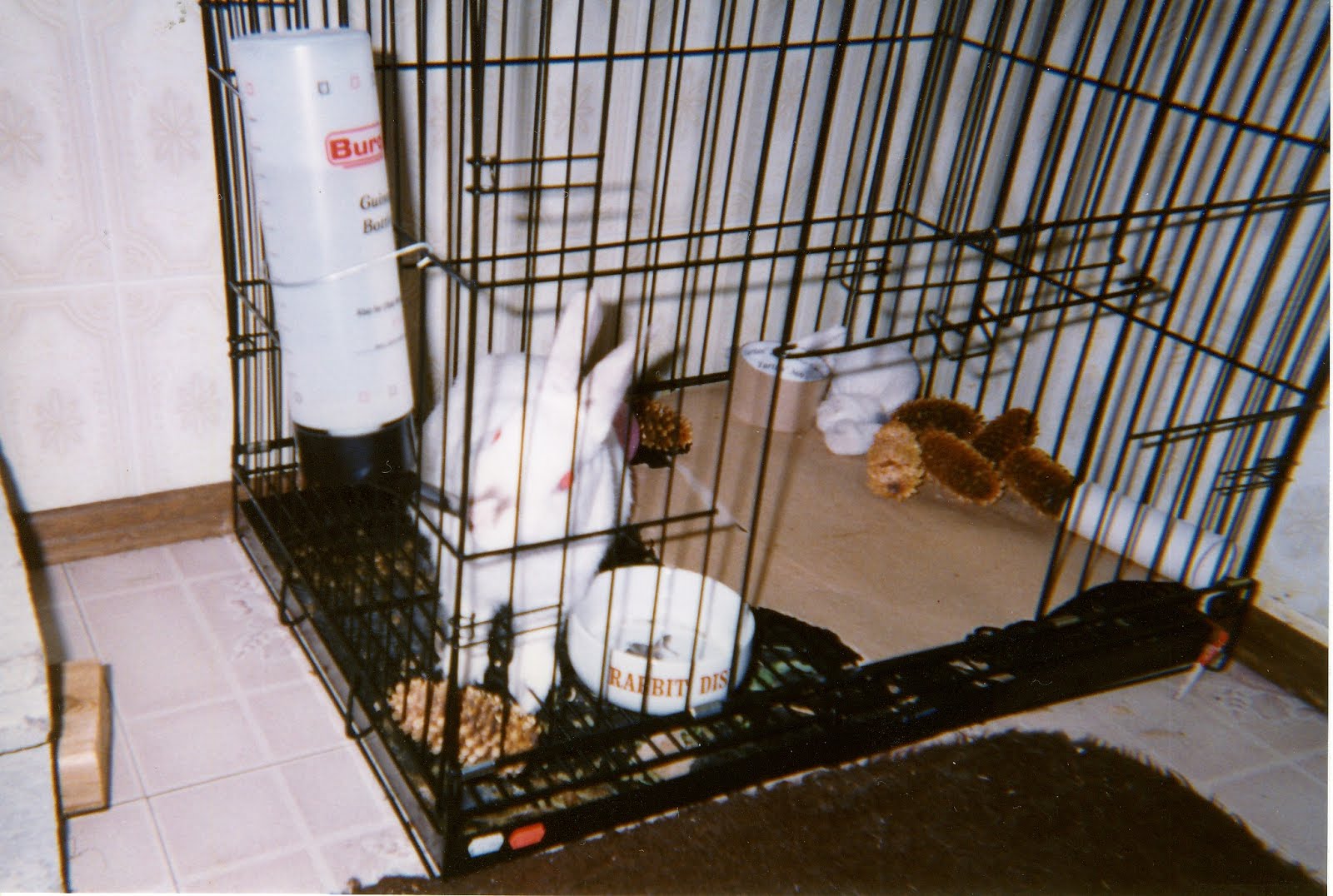 Bruce Atchison author WHY BUNNIES HATE WIREBOTTOM CAGES.