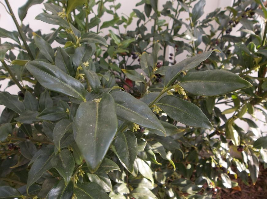 Greencube Garden And Landscape Design Uk Winter Flowering