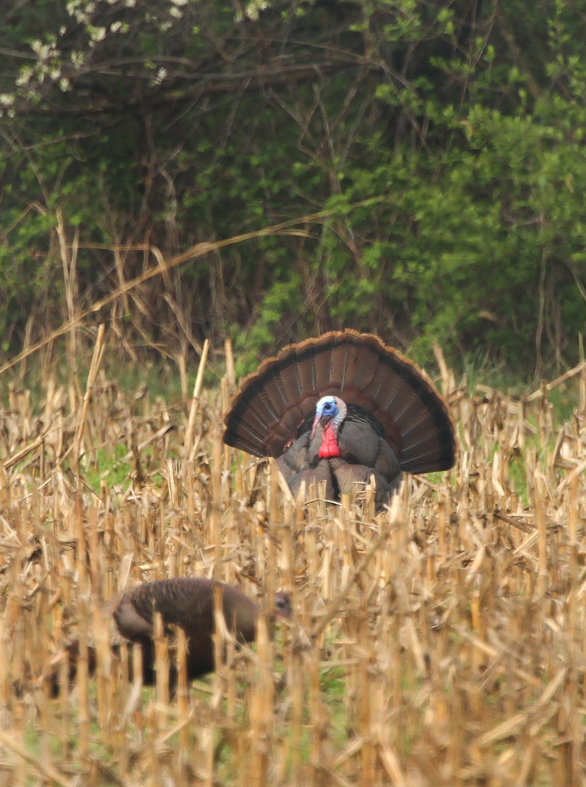 Eastern Turkey Strutting