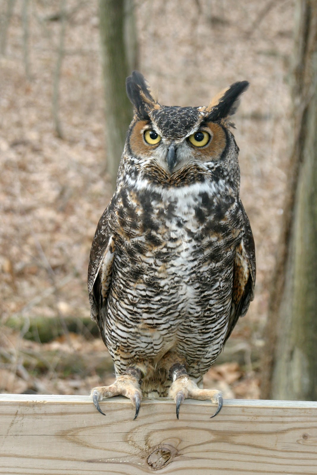 Albinism in the Great Gray Owl Strix nebulosa and Other