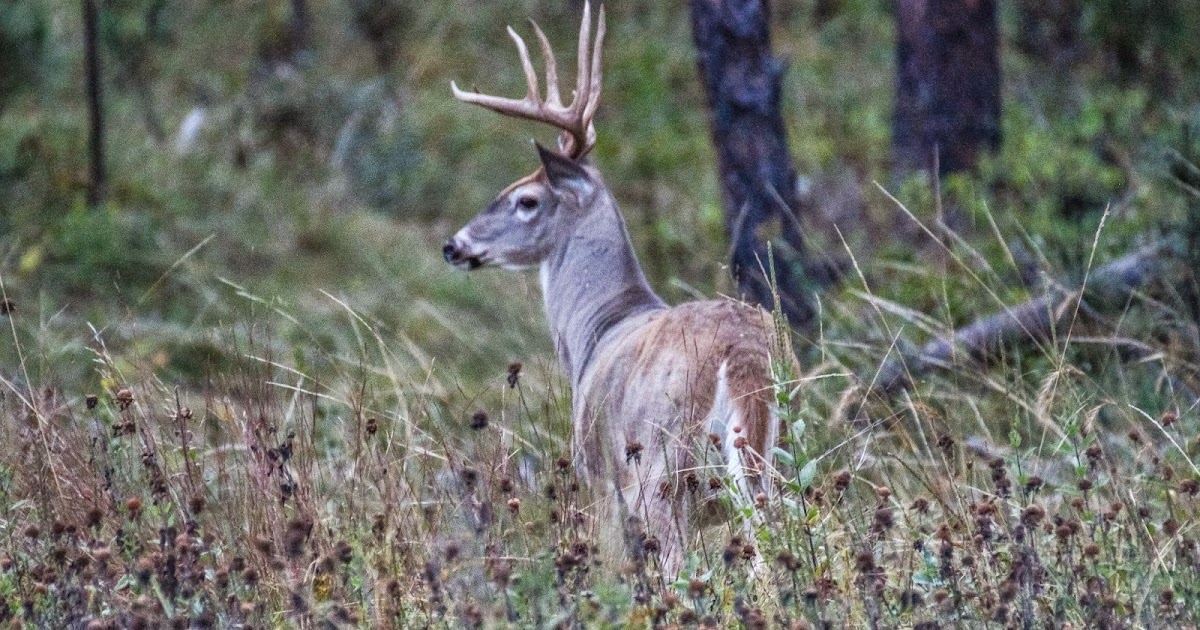Cannundrums Dakota WhiteTailed Deer