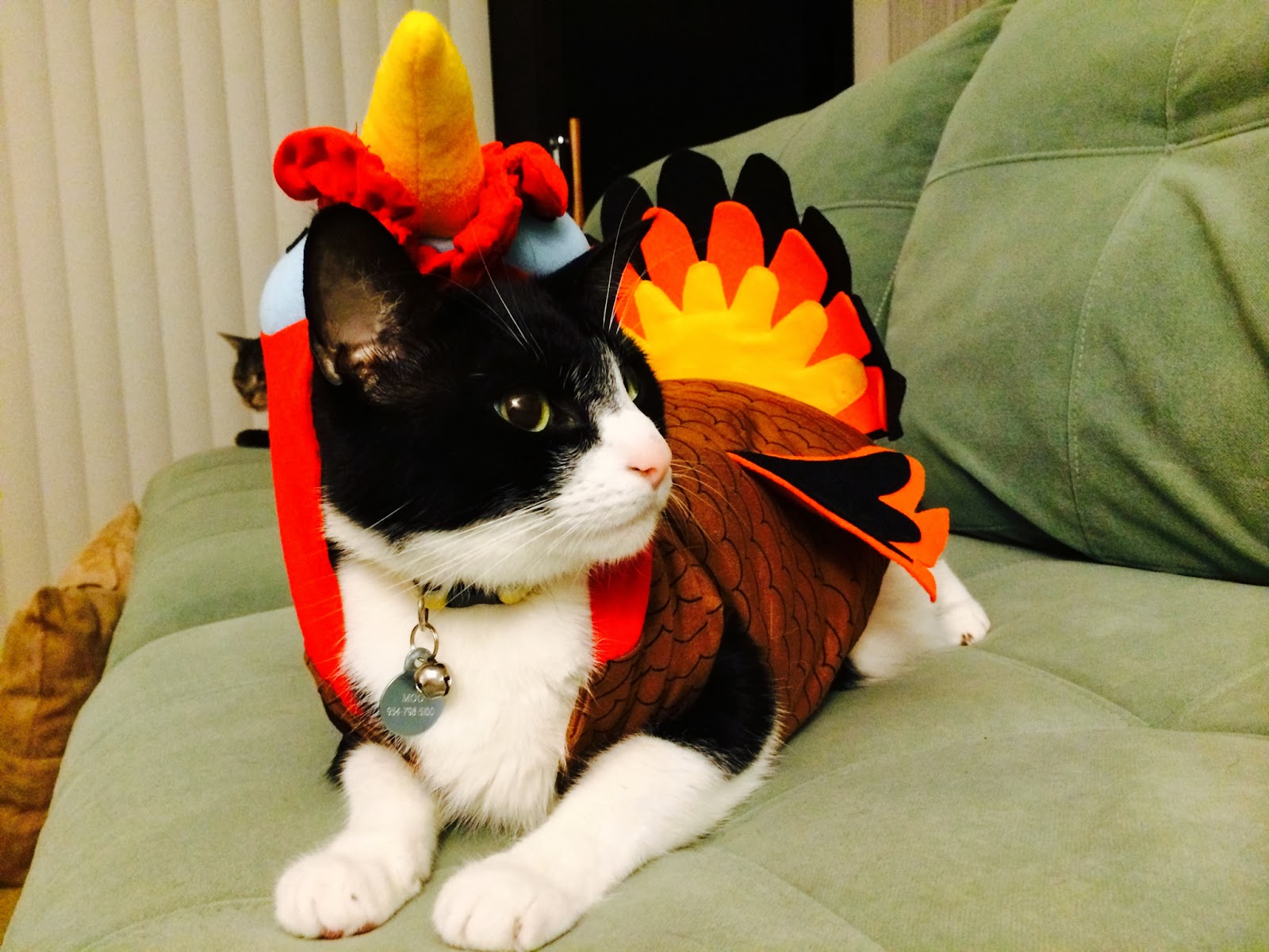 Your Daily Cute Happy Thanksgiving and Cats in Turkey Costumes!