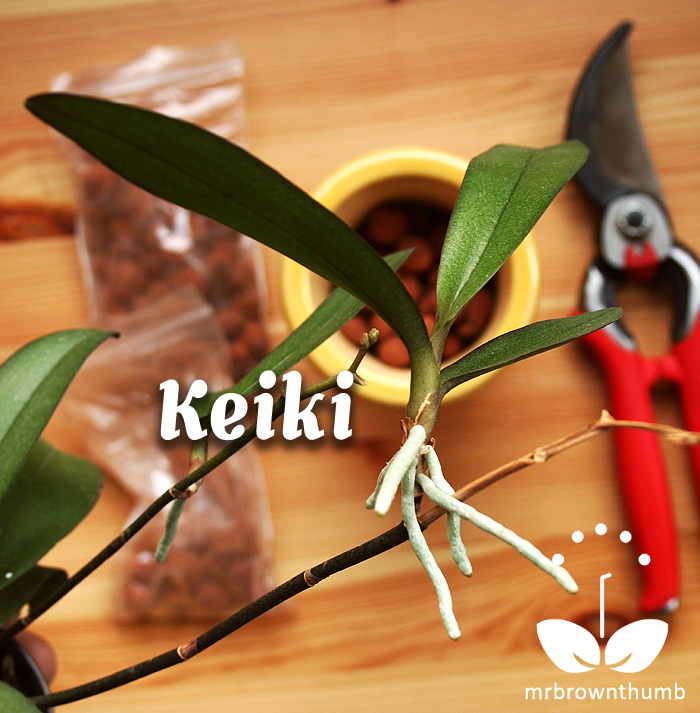 How to Plant an Orchid Keiki MrBrownThumb