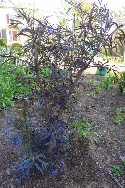 Pruning Black Lace Elderberries