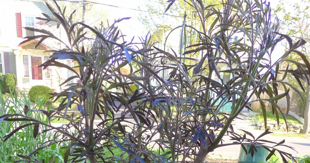 Less Noise, More Green Pruning Black Lace Elderberry Bushes