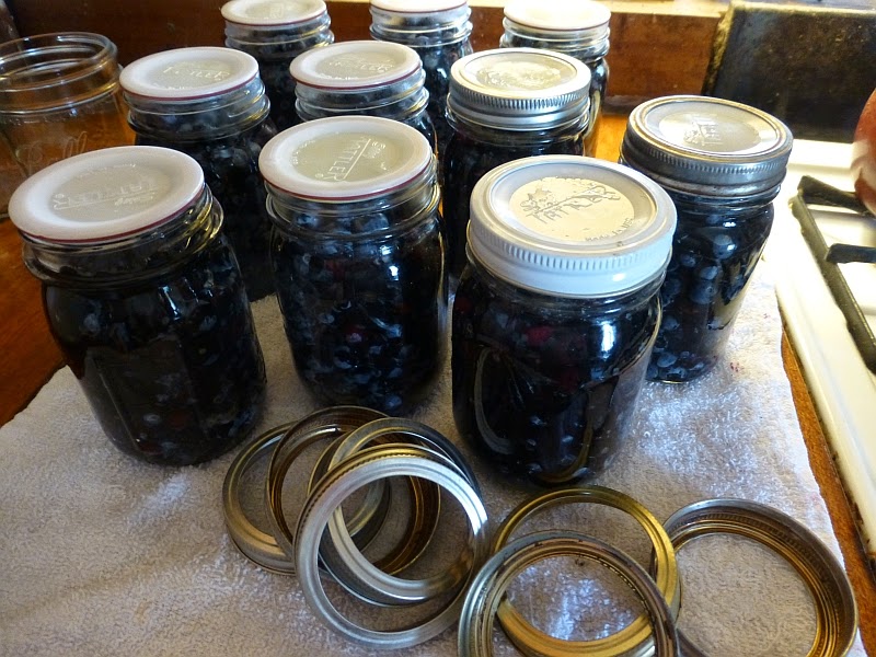 Rural Revolution Canning blueberries