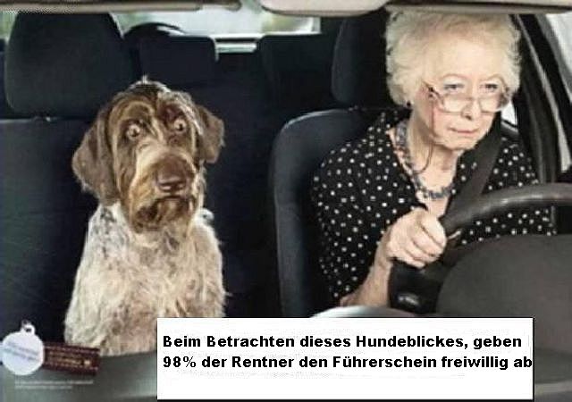 SwissLupeNews Tierischer FahrtauglichkeitsTest für Senioren