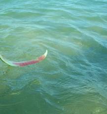 barika nin kuyusu suya dusen karpuz kabugu