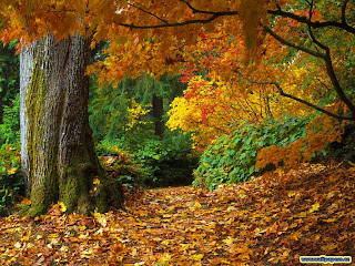 High Definition Leaves Wallpapers
