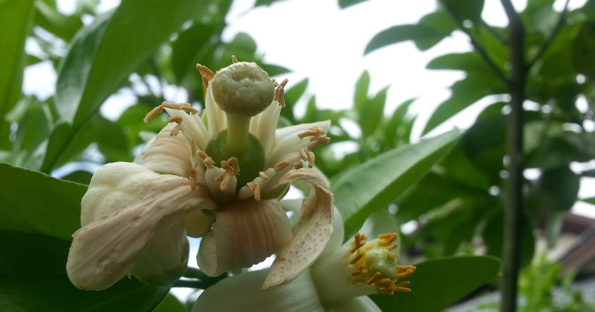 Pomelo flowers