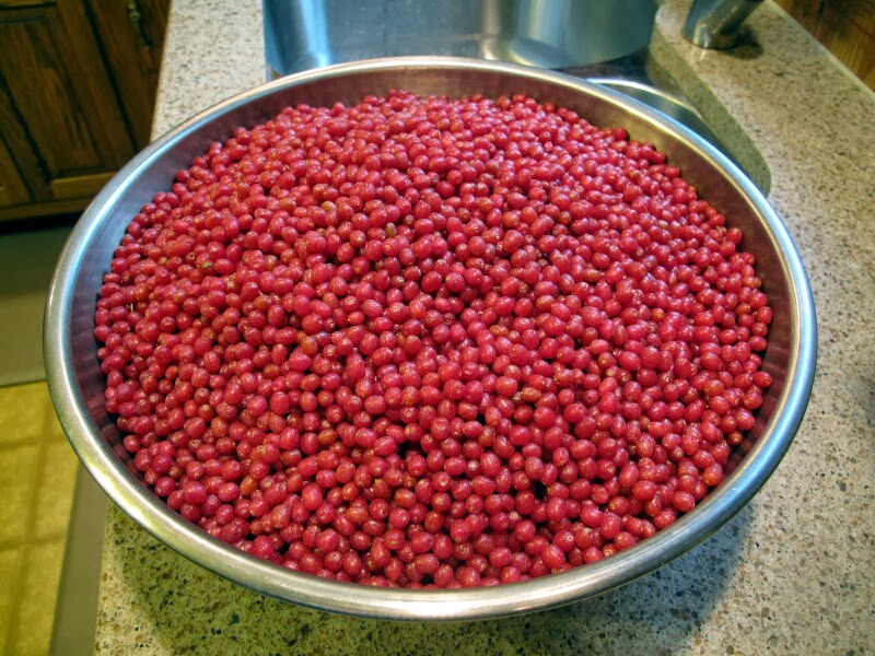 The Joyce Road Neighborhood Autumn Olive Jam