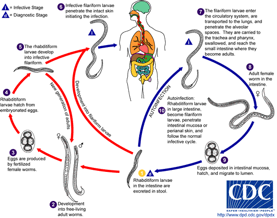 Hookworm Life Cycle
