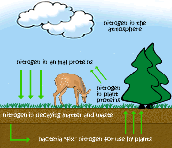 koi-pond-nitrogen-cycle-beneficial-bacteria.jpg koi-pond-nitrogen-cycle-beneficial-bacteria.jpg