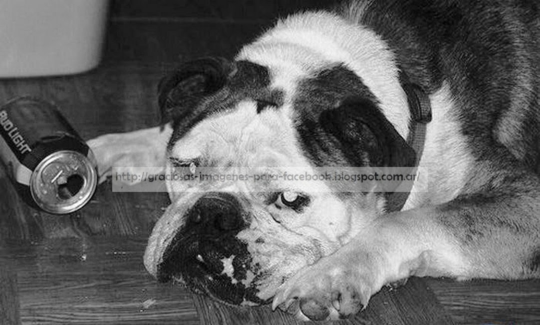 Imagenes Graciosas -Divertidas Imagenes Graciosas -Divertidas