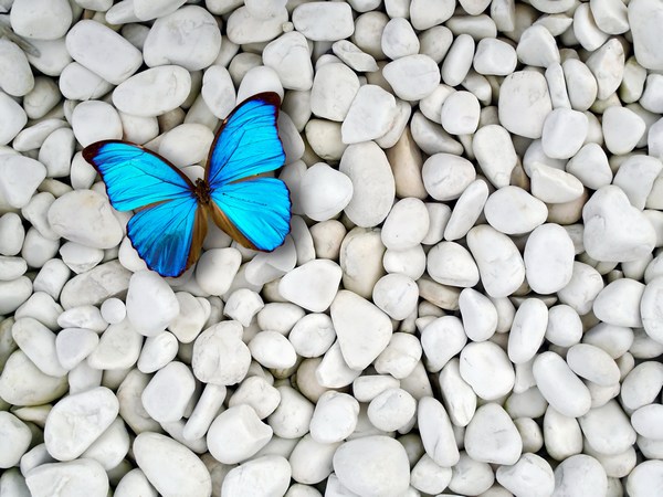 Blue Butterfly on White Stones Desktop Wallpapers