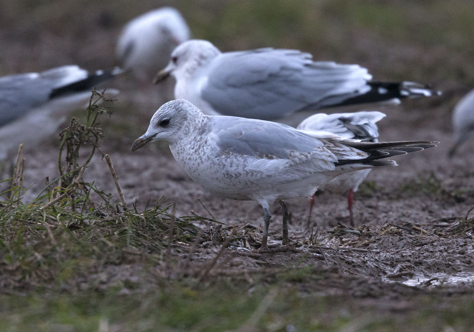 pewit seagull taxonomy
