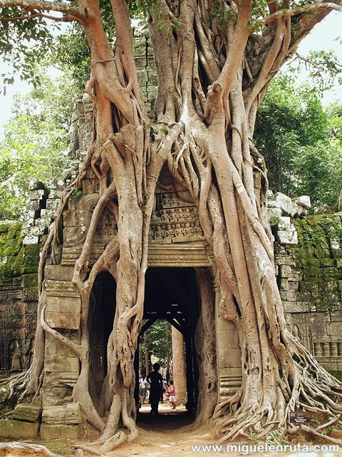 Ficus-altissima-Angkor-Camboya