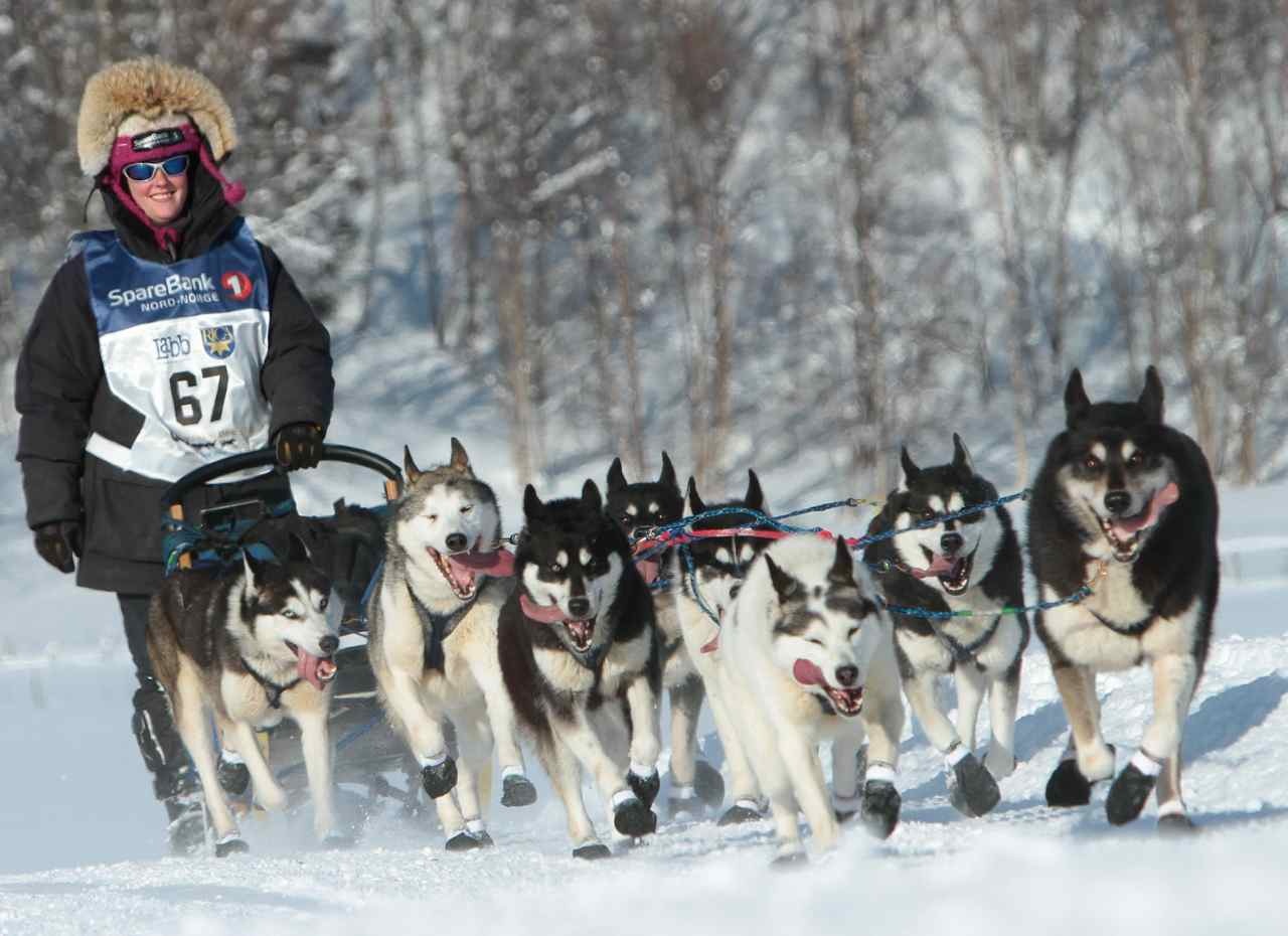 New Obsessive THE BEST DOG SLEDGE TEAM