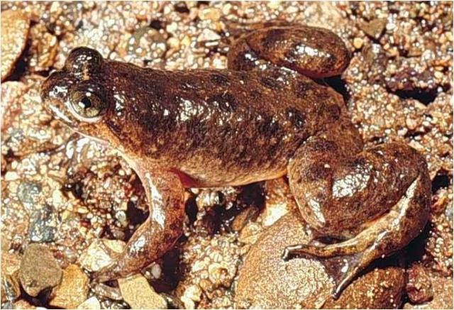 Gastric Brooding Frog (Rheobatrachus silus) World