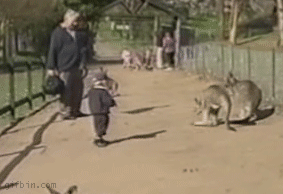 Animals vs kids (40 gifs), animals being jerks gif, kangaroo kicks little kid