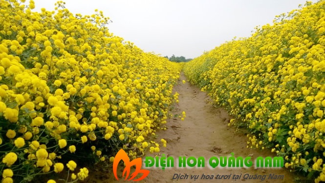 [Image: Ruc-ro-canh-dong-hoa-cuc-hut-gioi-tre-Hung-Yen-4.jpg]