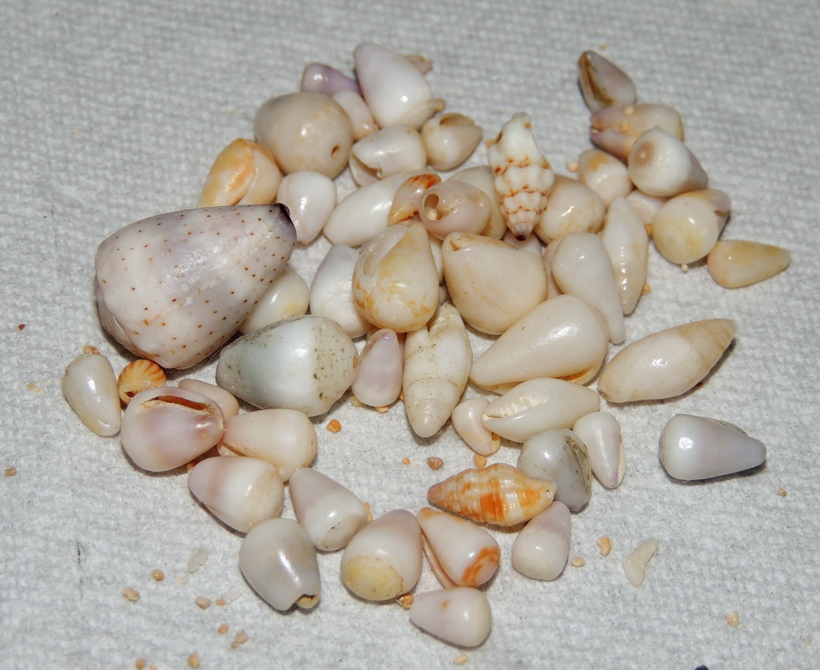 ShellsHawaiiby Janjira Hawaiian Seashells