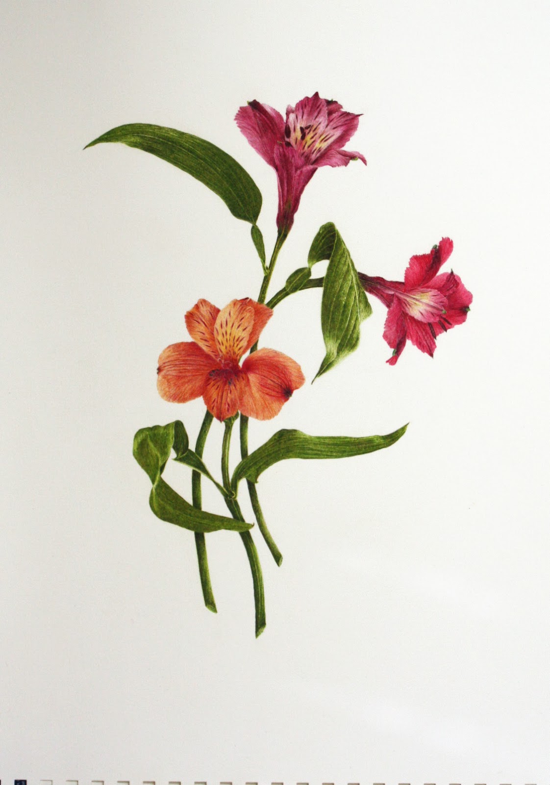 Art By Vreeke SBA Assignment 5 Composition Flower Study