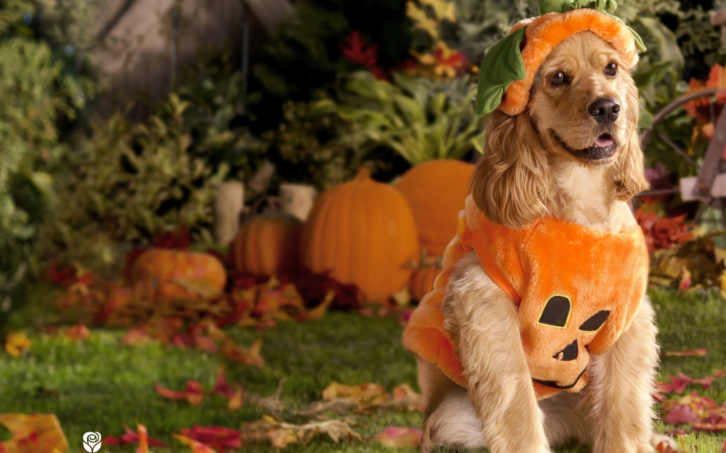 Halloween Wallpapers Free Halloween Wallpapers Puppy Halloween
