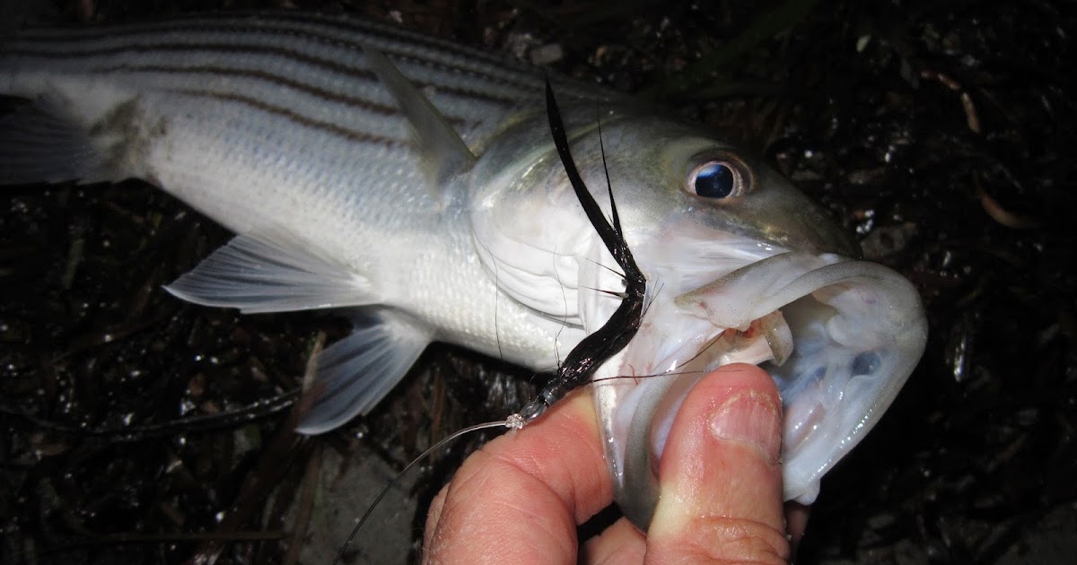 Rhode Island Striped Bass Teasers for Multiple Species