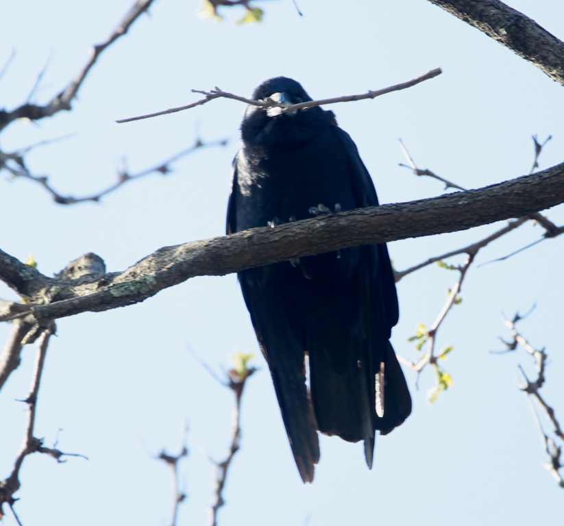 Ohio Birds and Biodiversity Fish Crow nests in Ohio!