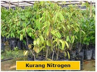 Kekurangan Nitrogen