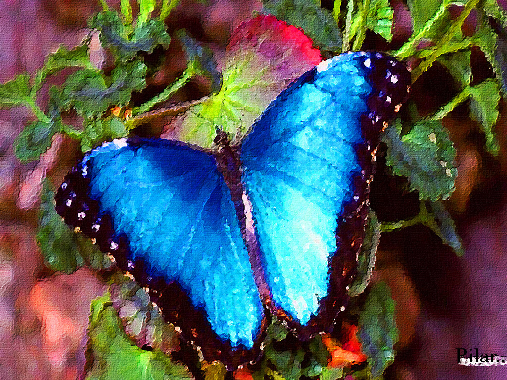 PILAR Y SUS COMPLICES MARIPOSA......LINDOS COLORES....VUELA..VUELA.