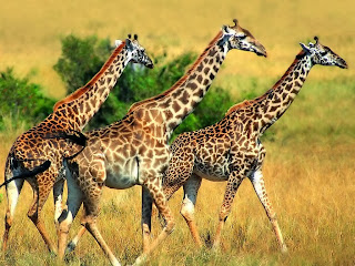 Por que a girafa tem pescoço tão longo? Por que a girafa tem pescoço tão longo?
