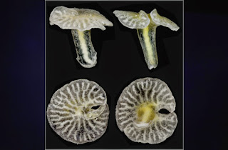 Dendrogramma enigmatica dan Dendrogramma discoides - haiwan berbentuk cendawan