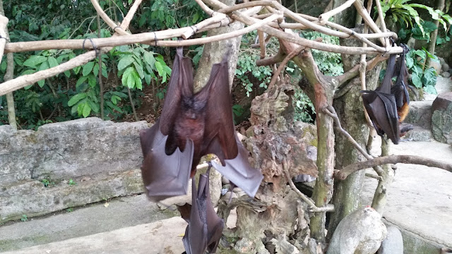 Zorros Voladores en Alas Kedaton (Bali)