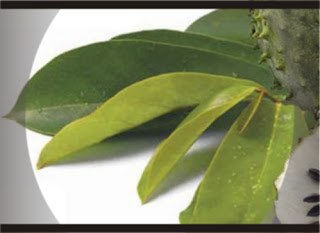 Daun Sirsak