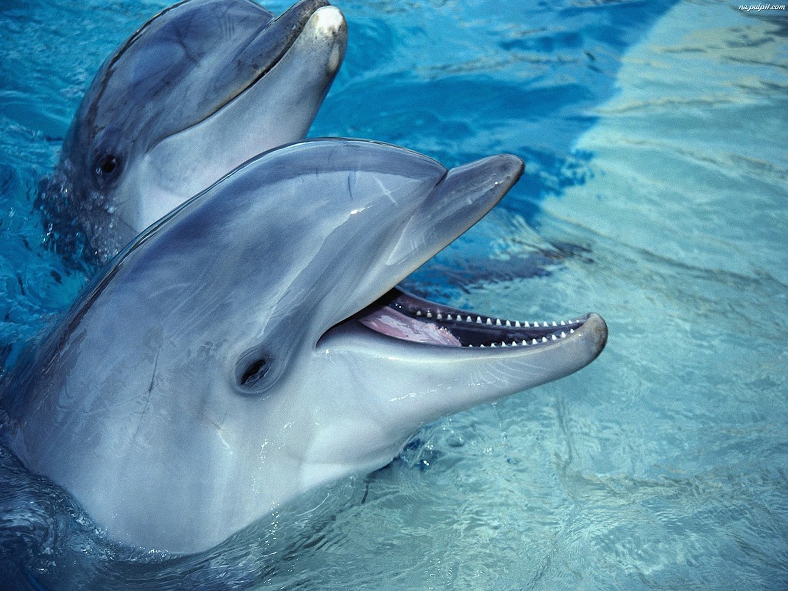 Zwierzaki: Delfin Butlonosy (Butlonos)