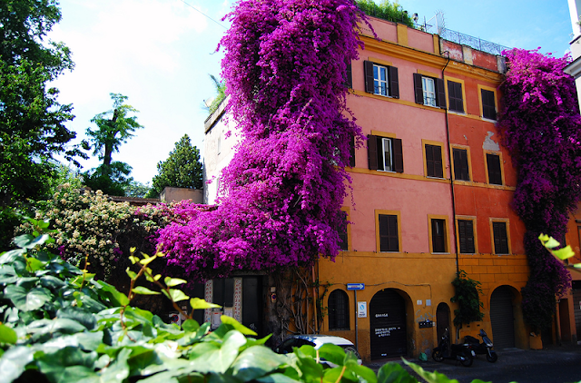 Bougainvillea