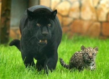da videogsv big bear plus his cub da videogsv big bear plus his cub