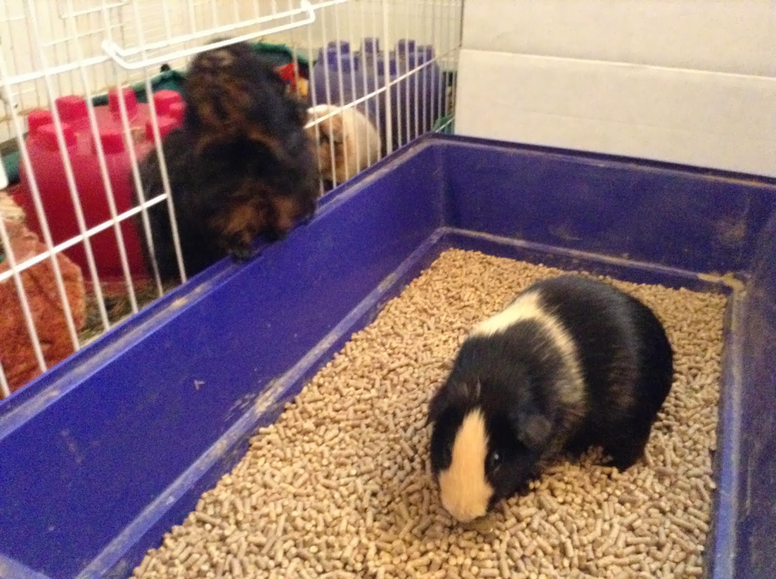 Cavy Savvy A Guinea Pig Blog Product Review Oxbow Eco