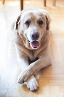 senior pets exercise senior pets exercise