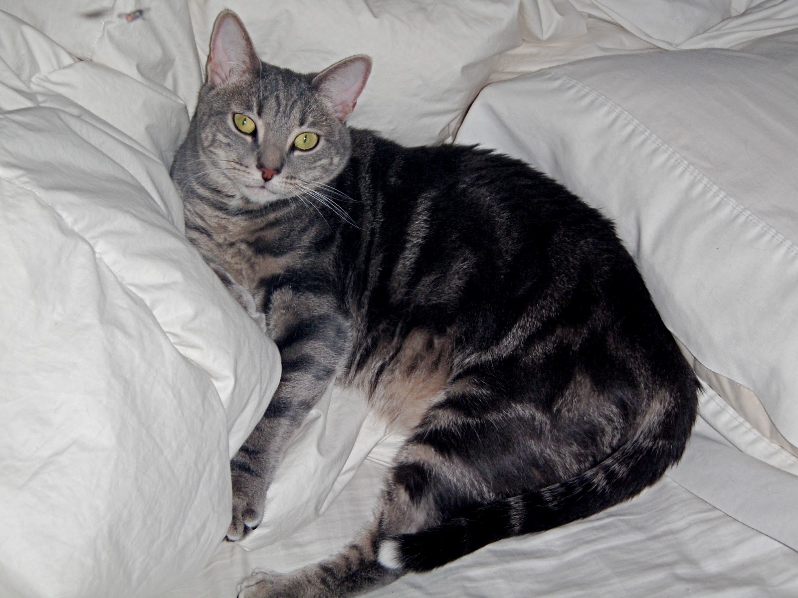 Two Cats and a Cradle Stealing Breath