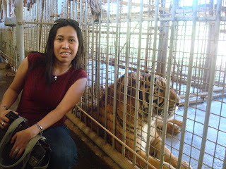 back to back with the tiger back to back with the tiger in zoobic safari