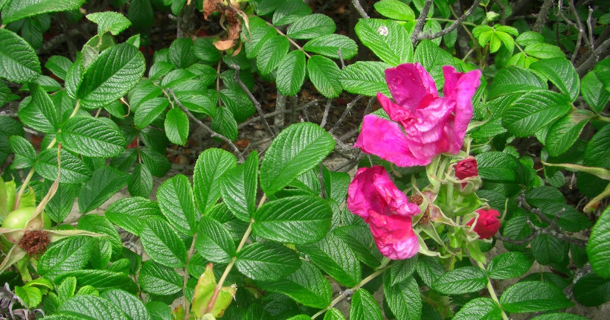 WHS AP Biology 2011 Plants Using Animals for Seed Dispersal