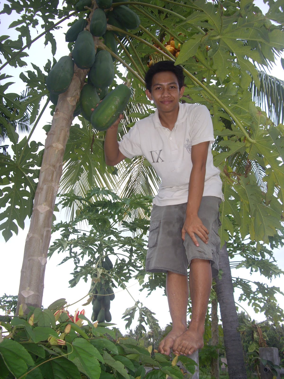 BOY COLLECTING PAPAYA FRUIT FROM A LOCAL TREE IN THE GARDEN OF EDEN KNOWN AS BALI